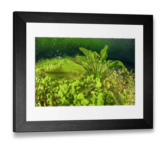 Framed Print : Riverbed covered with aquatic plants in the main spring at Rio Sucuri, Bonito, Mato Grosso do Sul, Brazil Framed Print : Riverbed covered with aquatic plants in the main spring at Rio Sucuri, Bonito, Mato Grosso do Sul, Brazil