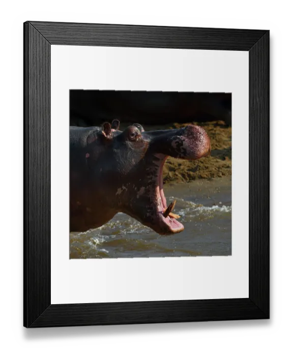 Framed Print : Hippopotamus (Hippopotamus amphibius) standing at water's edge with mouth open, Uganda Framed Print : Hippopotamus (Hippopotamus amphibius) standing at water's edge with mouth open, Uganda