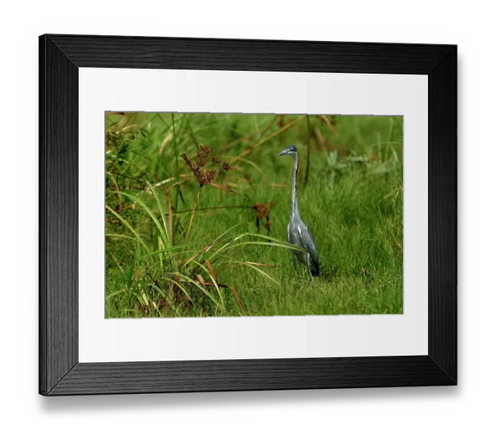 Framed Print : Black-headed heron (Ardea melanocephala) walking through long grass, Uganda Framed Print : Black-headed heron (Ardea melanocephala) walking through long grass, Uganda