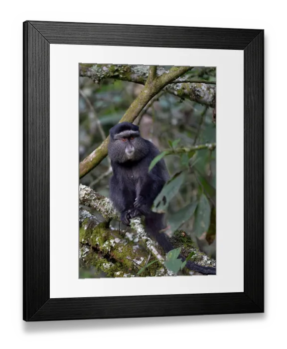 Framed Print : Sykes monkey (Cercopithecus mitis albogularis) sitting in tree, Uganda Framed Print : Sykes monkey (Cercopithecus mitis albogularis) sitting in tree, Uganda