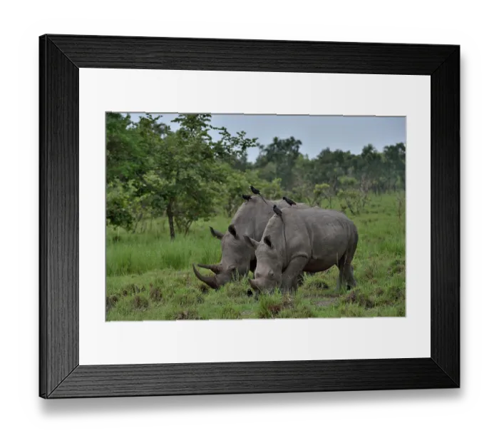 Framed Print : RF - Two Northern white rhinos (Ceratotherium simum cottoni) grazing on grassland, Ziwa Rino sanctuary, Uganda. Critically endangered Framed Print : RF - Two Northern white rhinos (Ceratotherium simum cottoni) grazing on grassland, Ziwa Rino sanctuary, Uganda. Critically endangered