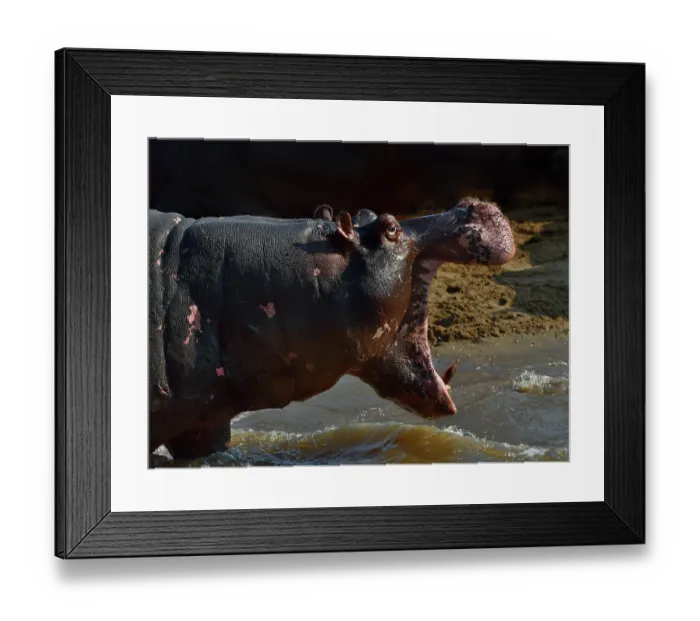 Framed Print : RF - Hippopotamus (Hippopotamus amphibius) standing at water's edge with mouth open, Uganda. (This image may be licensed either as rights managed or royalty free.) Framed Print : RF - Hippopotamus (Hippopotamus amphibius) standing at water's edge with mouth open, Uganda. (This image may be licensed either as rights managed or royalty free.)
