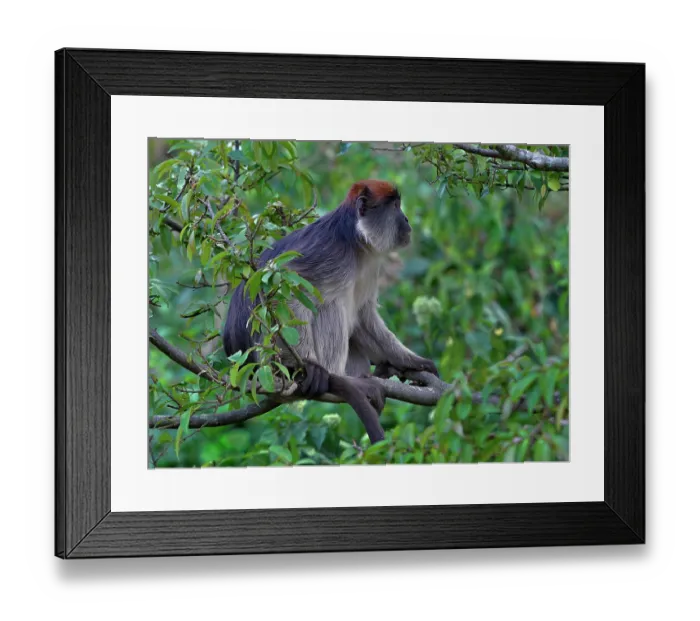 Framed Print : Uganda red colobus (Piliocolobus tephrosceles) sitting in tree, Uganda. Endangered Framed Print : Uganda red colobus (Piliocolobus tephrosceles) sitting in tree, Uganda. Endangered