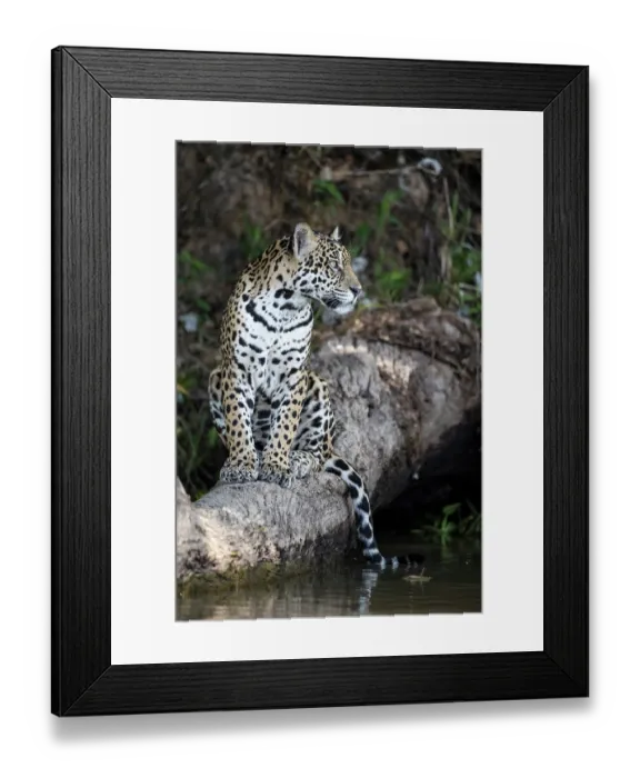 Framed Print : Jaguar (Panthera onca) sitting on tree trunk at water's edge, Pantanal, Mato Grosso, Brazil Framed Print : Jaguar (Panthera onca) sitting on tree trunk at water's edge, Pantanal, Mato Grosso, Brazil