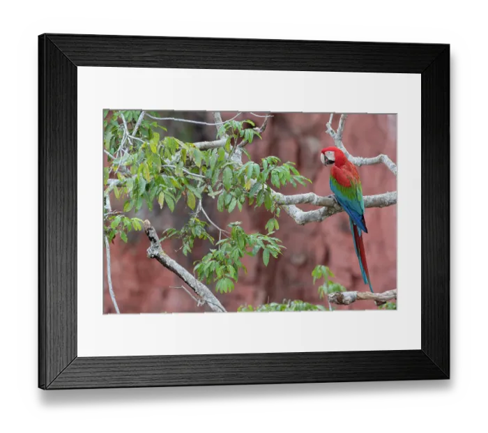 Framed Print : Red-and-green macaw (Ara chloropterus) perched on branch, Buraco das Araras, Mato Grosso do Sul, Brazil Framed Print : Red-and-green macaw (Ara chloropterus) perched on branch, Buraco das Araras, Mato Grosso do Sul, Brazil