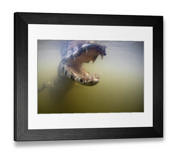 Framed Print : Spectacled caiman (Caiman crocodilus) with mouth open, swimming underwater, Pantanal, Mato Grosso, Brazil Framed Print : Spectacled caiman (Caiman crocodilus) with mouth open, swimming underwater, Pantanal, Mato Grosso, Brazil