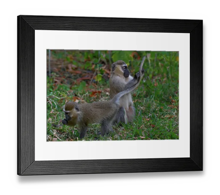 Framed Print : Two Blue monkeys (Cercopithecus mitis) allogrooming, Uganda Framed Print : Two Blue monkeys (Cercopithecus mitis) allogrooming, Uganda