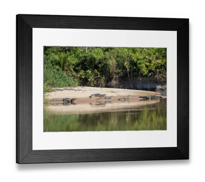 Framed Print : Group of Spectacled caimans (Caiman crocodilus) resting on sandy riverbank, Pantanal, Mato Grosso, Brazil Framed Print : Group of Spectacled caimans (Caiman crocodilus) resting on sandy riverbank, Pantanal, Mato Grosso, Brazil