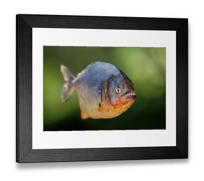 Framed Print : Red-bellied piranha (Pygocentrus nattereri) portrait, Pantanal, Mato Grosso, Brazil Framed Print : Red-bellied piranha (Pygocentrus nattereri) portrait, Pantanal, Mato Grosso, Brazil