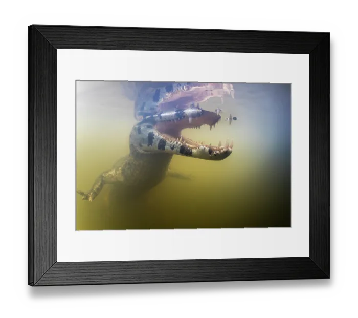 Framed Print : Spectacled caiman (Caiman crocodilus) with mouth open, swimming underwater, Pantanal, Mato Grosso, Brazil Framed Print : Spectacled caiman (Caiman crocodilus) with mouth open, swimming underwater, Pantanal, Mato Grosso, Brazil