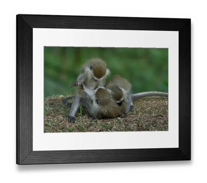 Framed Print : Three Blue monkey (Cercopithecus mitis) juveniles, playing, Uganda Framed Print : Three Blue monkey (Cercopithecus mitis) juveniles, playing, Uganda