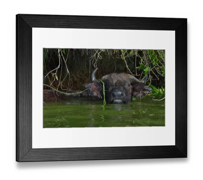 Framed Print : African buffalo (Syncerus caffer) bathing in pool, Uganda