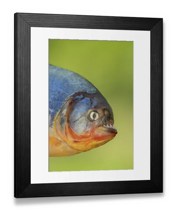 Framed Print : RF - Red-bellied piranha (Pygocentrus nattereri) head portrait, Pantanal, Mato Grosso, Brazil. (This image may be licensed either as rights managed or royalty free.) Framed Print : RF - Red-bellied piranha (Pygocentrus nattereri) head portrait, Pantanal, Mato Grosso, Brazil. (This image may be licensed either as rights managed or royalty free.)