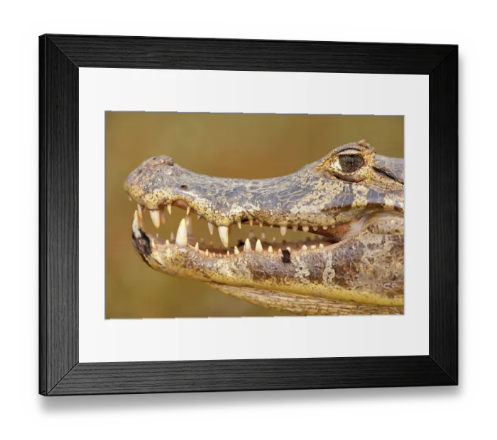 Framed Print : Spectacled caiman (Caiman crocodilus) head portrait, Pantanal, Mato Grosso, Brazil Framed Print : Spectacled caiman (Caiman crocodilus) head portrait, Pantanal, Mato Grosso, Brazil