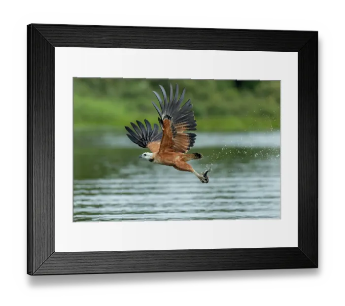 Framed Print : Black-collared hawk (Busarellus nigricollis) in flight over river carrying fish prey in its talons, Pantanal, Mato Grosso, Brazil Framed Print : Black-collared hawk (Busarellus nigricollis) in flight over river carrying fish prey in its talons, Pantanal, Mato Grosso, Brazil