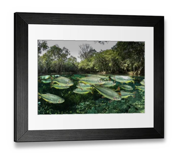 Framed Print : RF - Split level view of Piraputanga (Brycon hilarii) shoal swimming close to water surface, surrounded by forest, Aquario Natural, Bonito, Mato Grosso do Sul, Brazil Framed Print : RF - Split level view of Piraputanga (Brycon hilarii) shoal swimming close to water surface, surrounded by forest, Aquario Natural, Bonito, Mato Grosso do Sul, Brazil