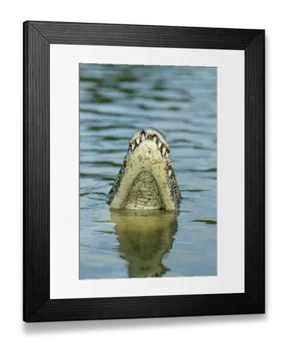 Framed Print : Spectacled caiman (Caiman crocodilus) raising head above river surface, Pantanal, Mato Grosso, Brazil Framed Print : Spectacled caiman (Caiman crocodilus) raising head above river surface, Pantanal, Mato Grosso, Brazil