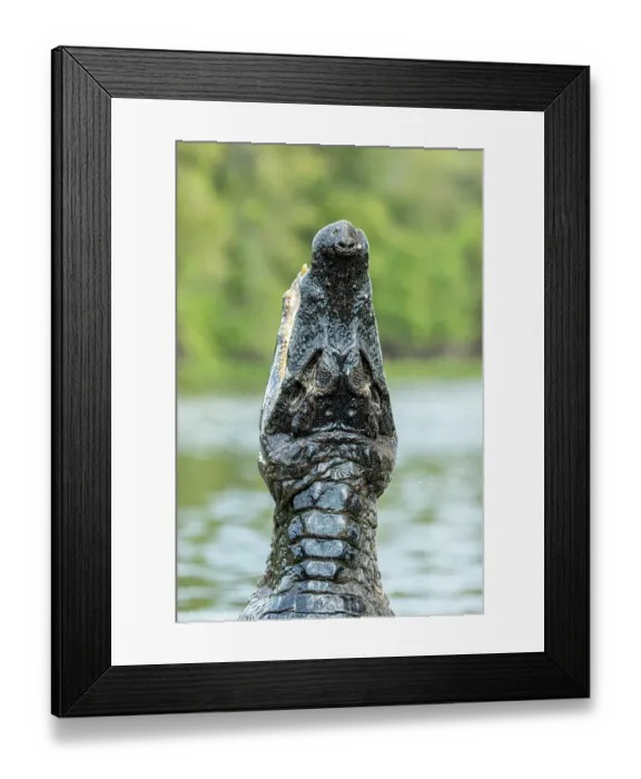 Framed Print : Spectacled caiman (Caiman crocodilus) leaping out of water, Pantanal, Mato Grosso, Brazil Framed Print : Spectacled caiman (Caiman crocodilus) leaping out of water, Pantanal, Mato Grosso, Brazil