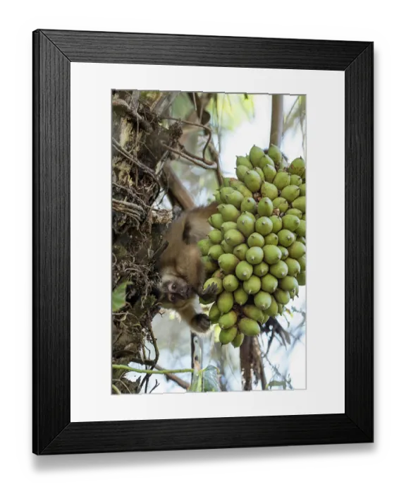 Framed Print : Bearded capuchin (Sapajus libidinosus) upside down in tree picking Acuri palm (Attalea sp.) fruit, Pantanal, Mato Grosso, Brazil Framed Print : Bearded capuchin (Sapajus libidinosus) upside down in tree picking Acuri palm (Attalea sp.) fruit, Pantanal, Mato Grosso, Brazil