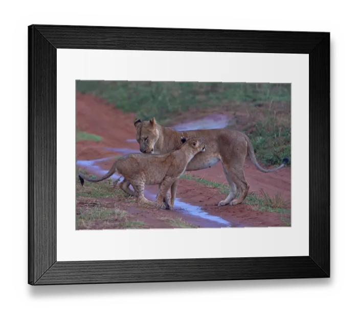 Framed Print : RF - Lion (Panthera leo) female with cub, standing on wet dirt track after the rain, Uganda (This image may be licensed either as rights managed or royalty free.) Framed Print : RF - Lion (Panthera leo) female with cub, standing on wet dirt track after the rain, Uganda (This image may be licensed either as rights managed or royalty free.)