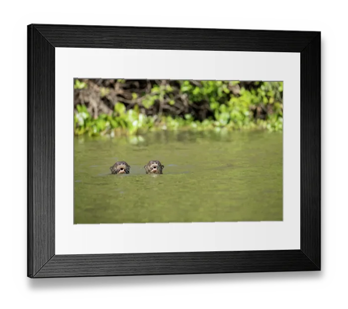 Framed Print : Two Giant river otters (Pteronura brasiliensis) swimming in river, Pantanal, Mato Grosso, Brazil. Endangered Framed Print : Two Giant river otters (Pteronura brasiliensis) swimming in river, Pantanal, Mato Grosso, Brazil. Endangered