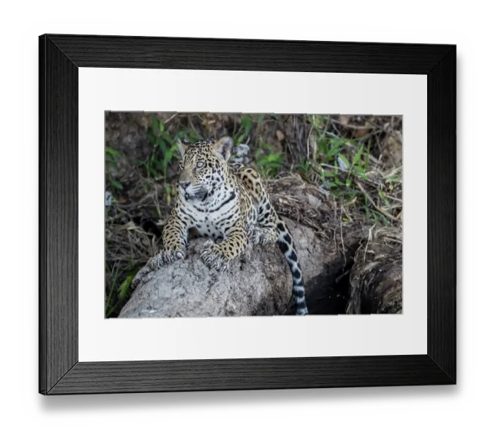 Framed Print : Jaguar (Panthera onca) resting on fallen tree, Pantanal, Mato Grosso, Brazil Framed Print : Jaguar (Panthera onca) resting on fallen tree, Pantanal, Mato Grosso, Brazil