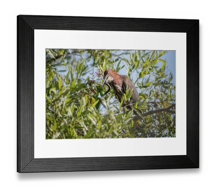 Framed Print : Refuscent tiger heron (Tigrisoma lineatum) perched in tree swallowing its snake prey, Pantanal, Mato Grosso, Brazil Framed Print : Refuscent tiger heron (Tigrisoma lineatum) perched in tree swallowing its snake prey, Pantanal, Mato Grosso, Brazil