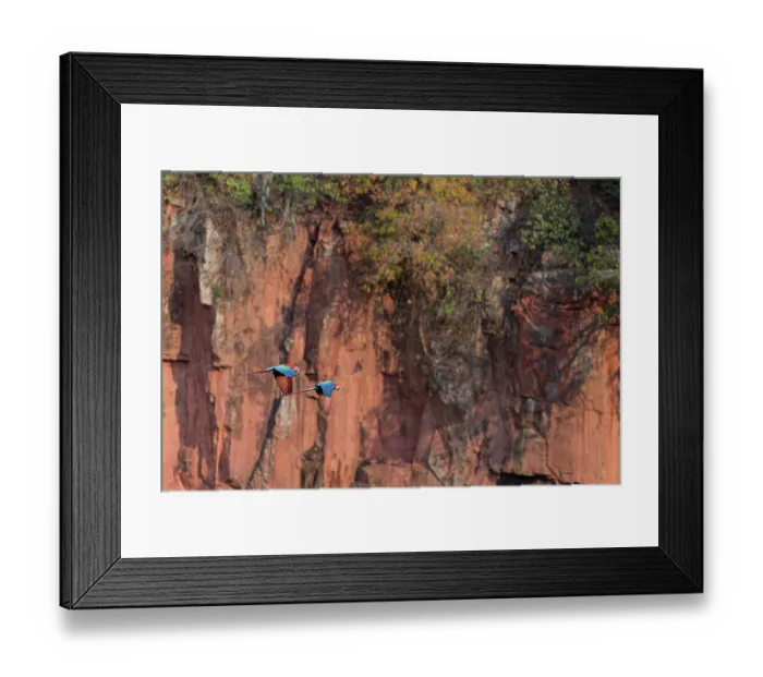 Framed Print : Two Red-and-green macaws (Ara chloropterus) in flight, Buraco das Araras, Mato Grosso do Sul, Brazil Framed Print : Two Red-and-green macaws (Ara chloropterus) in flight, Buraco das Araras, Mato Grosso do Sul, Brazil