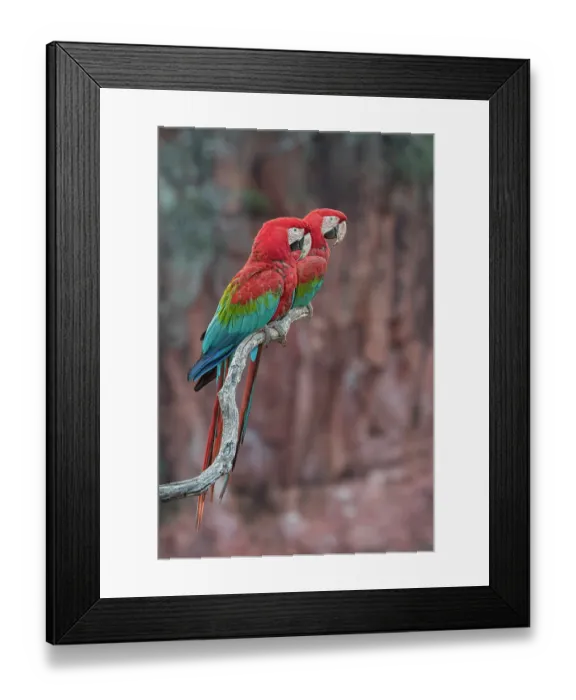 Framed Print : Two Red-and-green macaws (Ara chloropterus) perched side by side on branch, Buraco das Araras, Mato Grosso do Sul, Brazil Framed Print : Two Red-and-green macaws (Ara chloropterus) perched side by side on branch, Buraco das Araras, Mato Grosso do Sul, Brazil