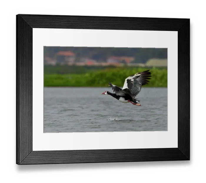 Framed Print : Spurwing goose (Plectropterus gambensis)) in flight over water, Uganda Framed Print : Spurwing goose (Plectropterus gambensis)) in flight over water, Uganda