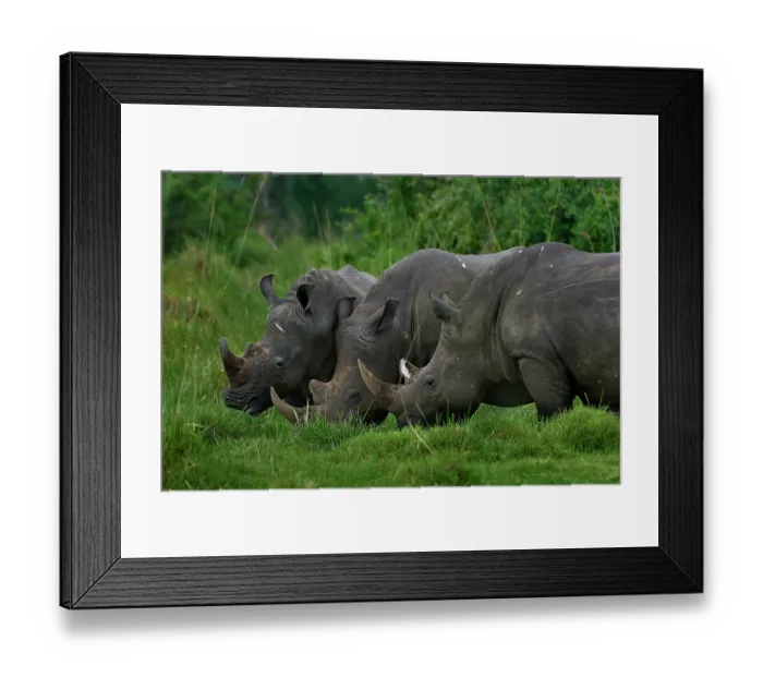 Framed Print : Three Northern white rhinos (Ceratotherium simum cottoni) grazing on grassland, Ziwa Rino sanctuary, Uganda. Critically endangered Framed Print : Three Northern white rhinos (Ceratotherium simum cottoni) grazing on grassland, Ziwa Rino sanctuary, Uganda. Critically endangered