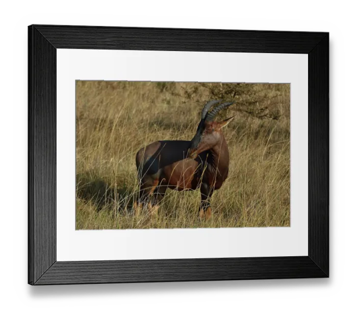 Framed Print : Topi (Damaliscus lunatus) standing in grassland, Uganda Framed Print : Topi (Damaliscus lunatus) standing in grassland, Uganda
