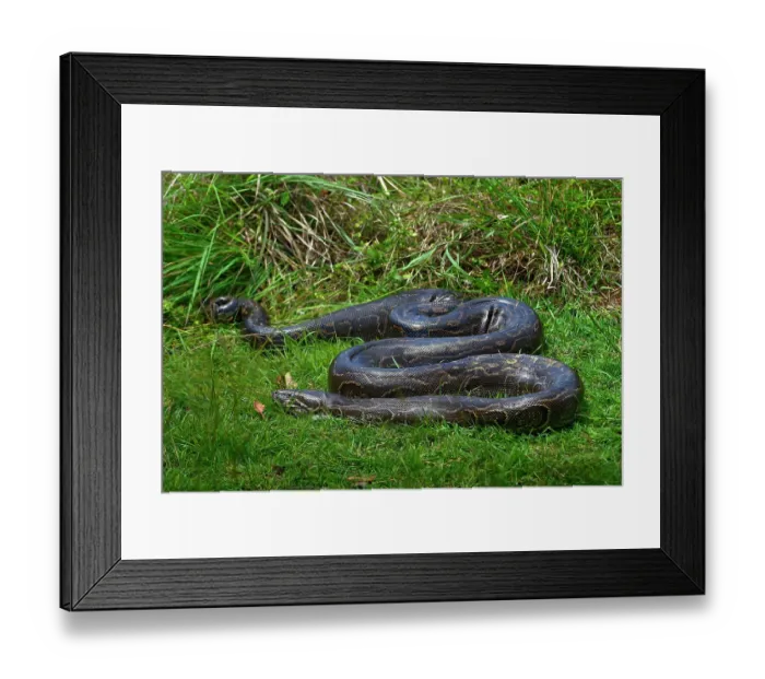 Framed Print : Python (Pythonidae) resting on grass, Uganda Framed Print : Python (Pythonidae) resting on grass, Uganda