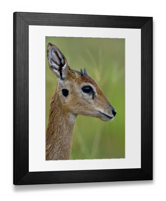 Framed Print : Oribi (Ourebia ourebi) female, head portrait, Uganda Framed Print : Oribi (Ourebia ourebi) female, head portrait, Uganda