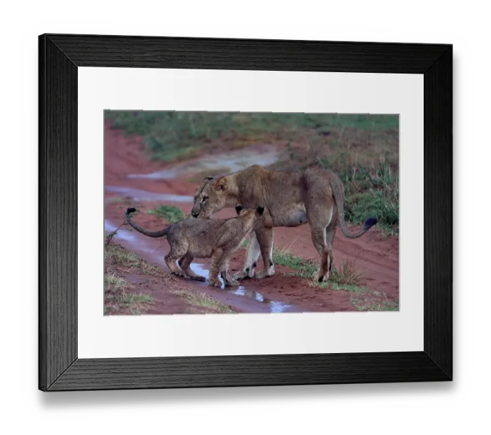 Framed Print : Lion (Panthera leo) female with cub, standing on wet dirt track after the rain, Uganda