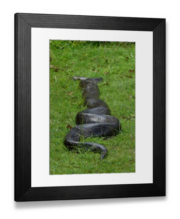 Framed Print : Python (Pythonidae) moving over grass, Uganda Framed Print : Python (Pythonidae) moving over grass, Uganda