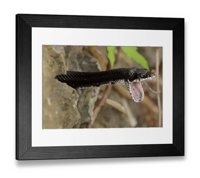 Framed Print : Eastern ratsnake (Pantherophis alleghaniensis) stretching jaw after feeding whilst resting in tree, Maryland, USA, April Framed Print : Eastern ratsnake (Pantherophis alleghaniensis) stretching jaw after feeding whilst resting in tree, Maryland, USA, April
