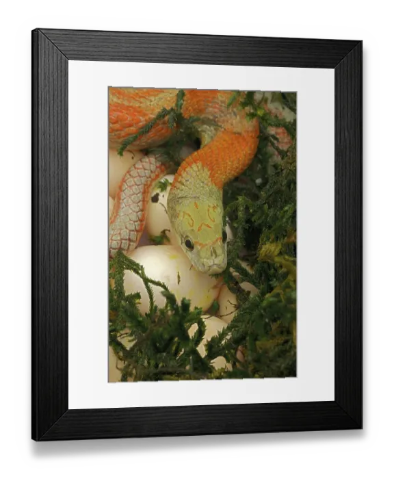 Framed Print : Corn snake (Pantherophis guttatus), mother with newly laid eggs. Captive Framed Print : Corn snake (Pantherophis guttatus), mother with newly laid eggs. Captive