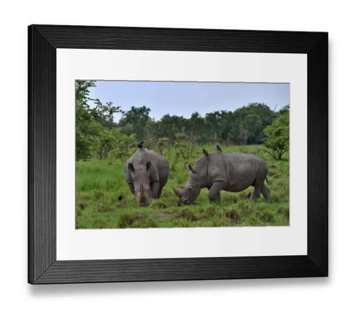 Framed Print : Two Northern white rhinos (Ceratotherium simum cottoni) grazing on grassland, Ziwa Rino sanctuary, Uganda. Critically endangered Framed Print : Two Northern white rhinos (Ceratotherium simum cottoni) grazing on grassland, Ziwa Rino sanctuary, Uganda. Critically endangered