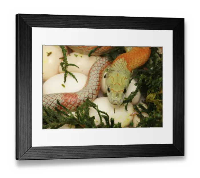 Framed Print : Corn snake (Pantherophis guttatus), mother with newly laid eggs. Captive Framed Print : Corn snake (Pantherophis guttatus), mother with newly laid eggs. Captive
