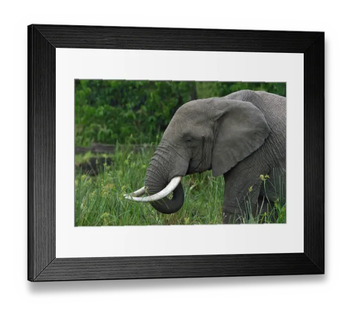 Framed Print : African elephant (Loxodonta africana) drinking, Uganda. Endangered Framed Print : African elephant (Loxodonta africana) drinking, Uganda. Endangered