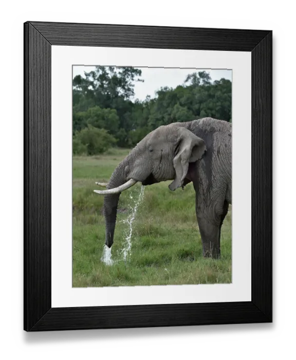 Framed Print : African elephant (Loxodonta africana) drinking, Uganda. Endangered Framed Print : African elephant (Loxodonta africana) drinking, Uganda. Endangered