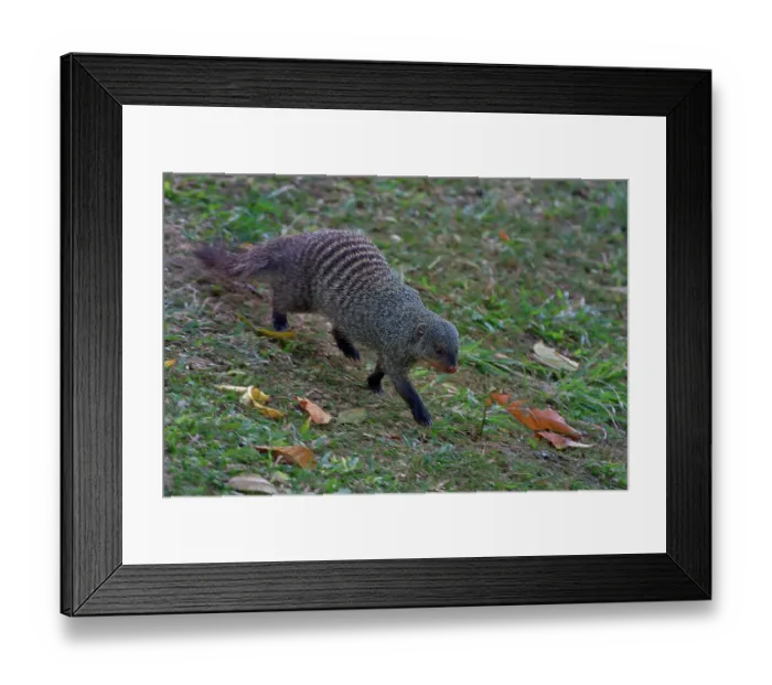 Framed Print : Banded mangoose (Mungos mungo) walking down grassy slope, Uganda Framed Print : Banded mangoose (Mungos mungo) walking down grassy slope, Uganda