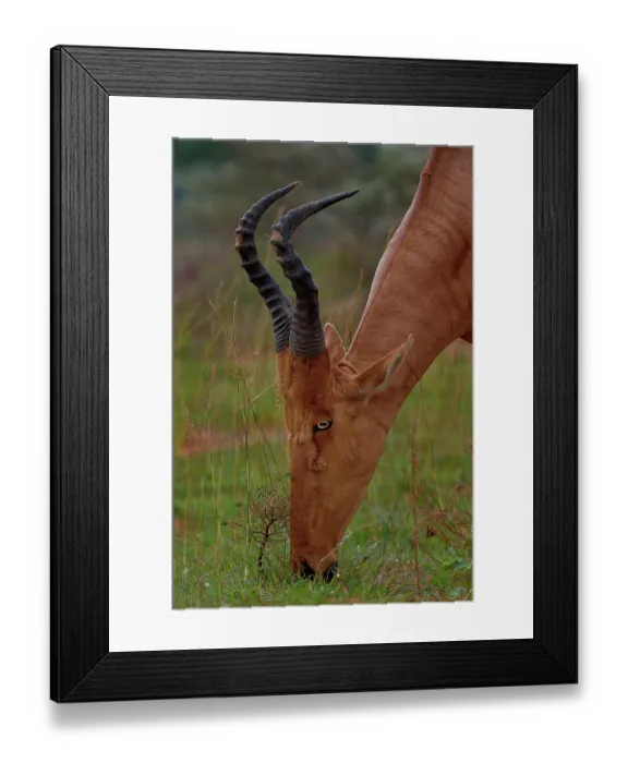 Framed Print : Hartebeest (Alcelaphus buselaphus) grazing, Uganda Framed Print : Hartebeest (Alcelaphus buselaphus) grazing, Uganda
