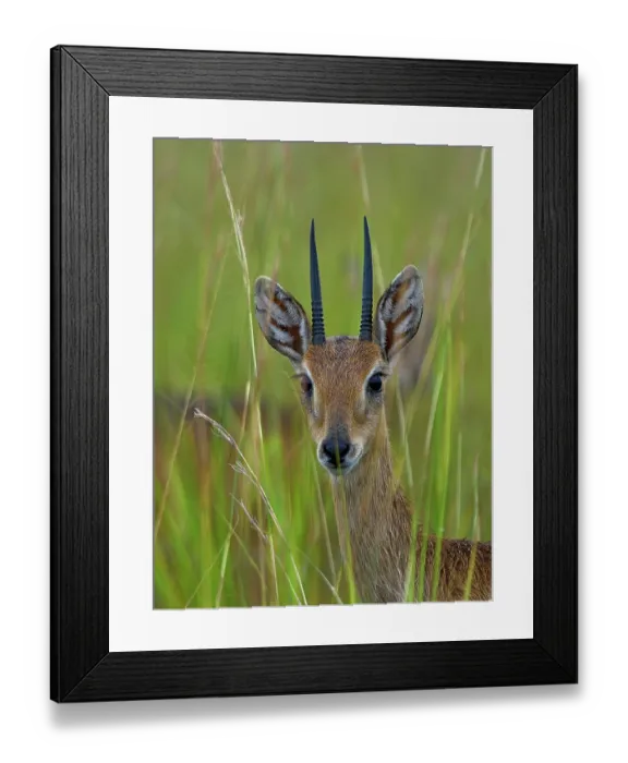 Framed Print : Oribi (Ourebia ourebi) male, standing in long grass, head portrait, Uganda Framed Print : Oribi (Ourebia ourebi) male, standing in long grass, head portrait, Uganda