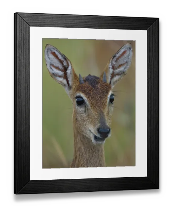 Framed Print : Oribi (Ourebia ourebi) female, head portrait, Uganda Framed Print : Oribi (Ourebia ourebi) female, head portrait, Uganda