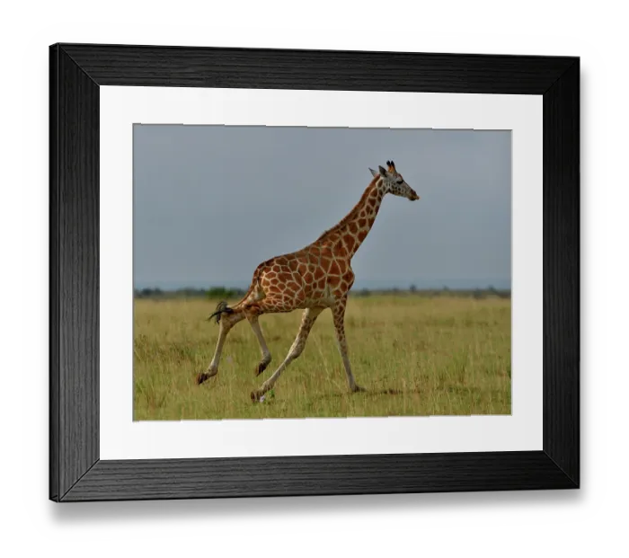 Framed Print : Giraffe (Giraffa camelopardalis) running across grassland, Uganda Framed Print : Giraffe (Giraffa camelopardalis) running across grassland, Uganda