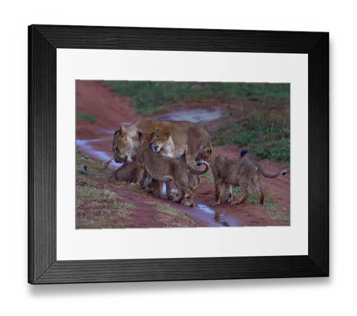 Framed Print : Lion (Panthera leo) female with cubs, standing on wet dirt track grooming after the rain, Uganda Framed Print : Lion (Panthera leo) female with cubs, standing on wet dirt track grooming after the rain, Uganda