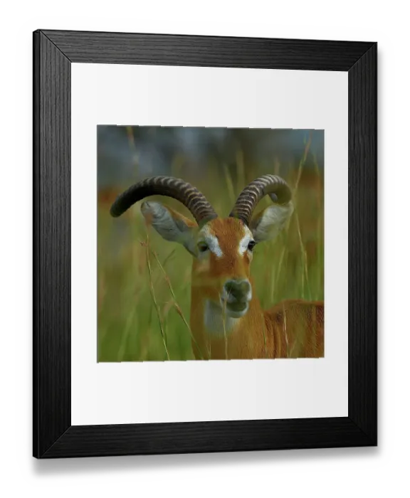 Framed Print : Uganda kob (Kobus kob thomasi) head portrait, Uganda
