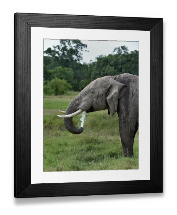 Framed Print : African elephant (Loxodonta africana) drinking, Uganda. Endangered Framed Print : African elephant (Loxodonta africana) drinking, Uganda. Endangered